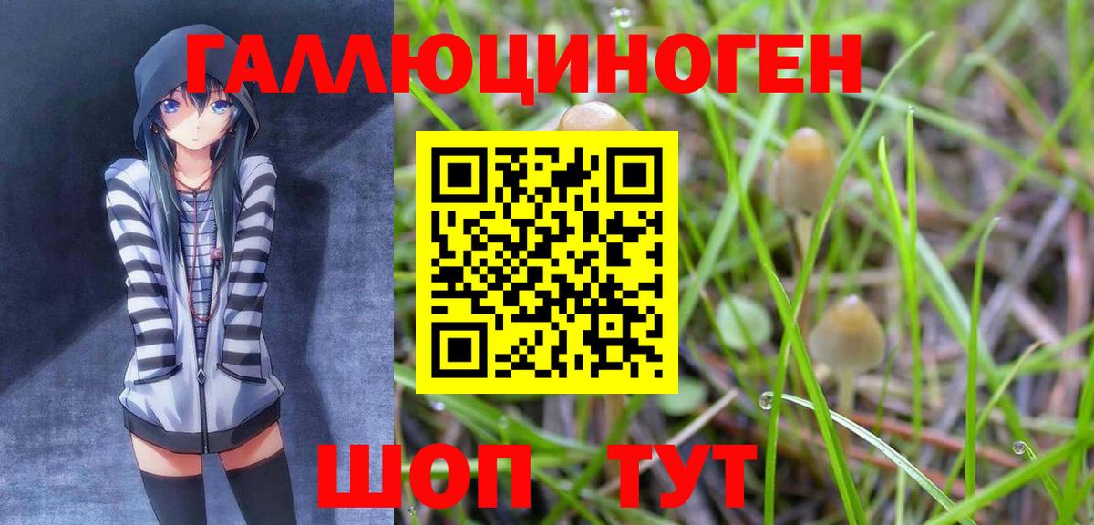 Галлюциногенные грибы Psilocybine cubensis Ачхой-Мартан