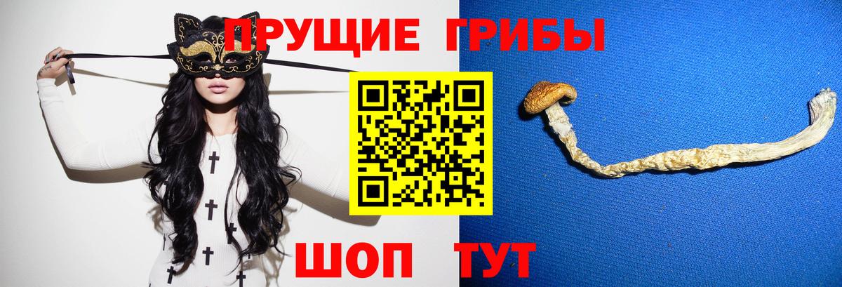 Ачхой-Мартан  Галлюциногенные грибы Psilocybe  Вход с VPN  Псилоцибиновые грибы Psilocybe 